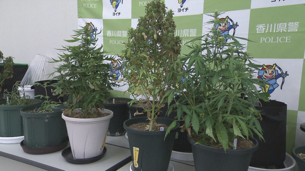 【香川】自宅で大麻草を栽培した疑い　20代男女を再逮捕　2月に所持容疑で逮捕・丸亀市